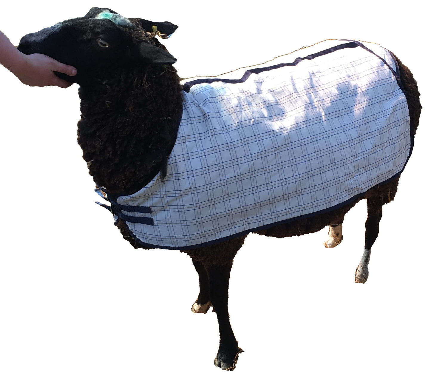 Travel & Show Sheep Coat