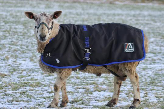 Sheep Coat - AniMac Ram Rug