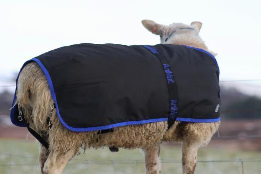 Sheep Coat - AniMac Ram Rug