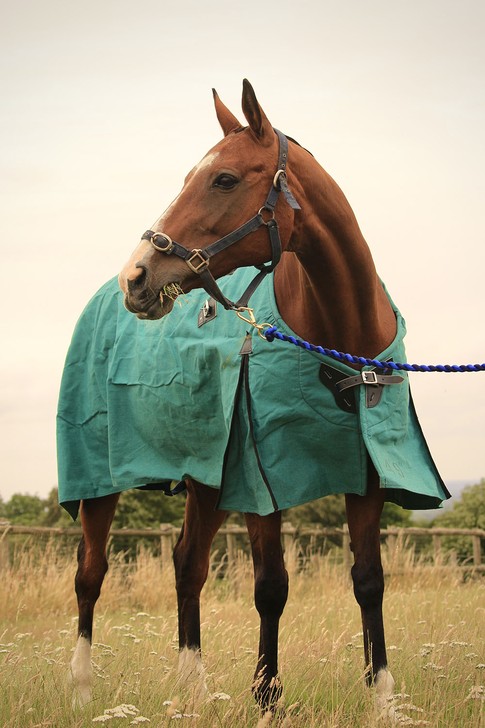 New Zealand Horse Rug AniMac