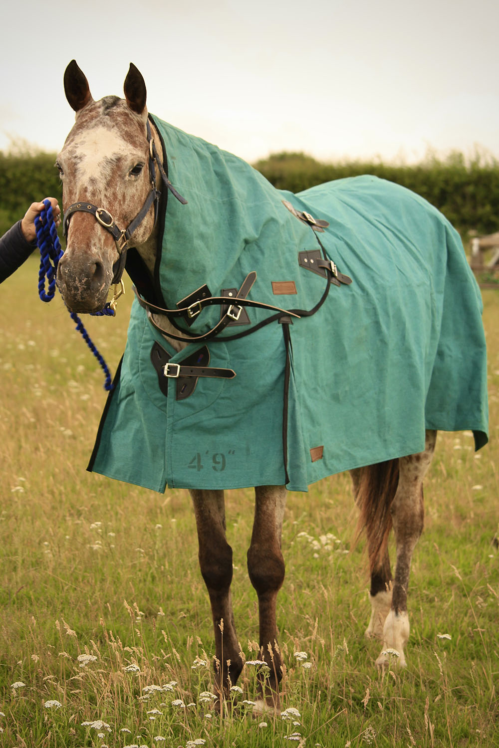NZ Turnout Rug AniMAc