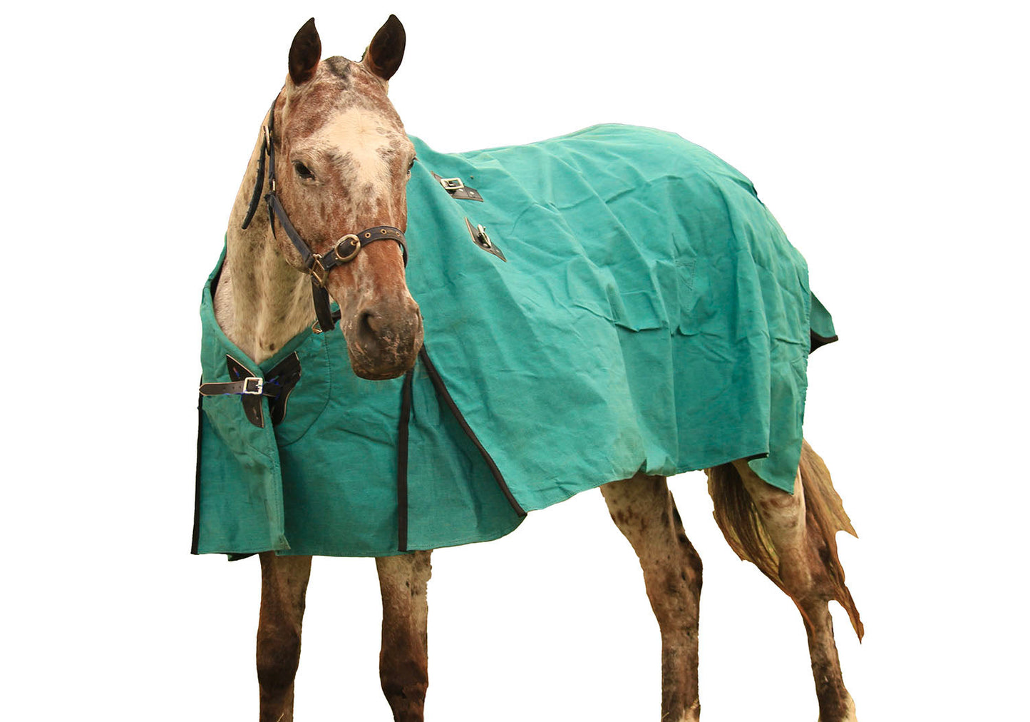 New Zealand Canvas Turnout Horse Rug AniMac