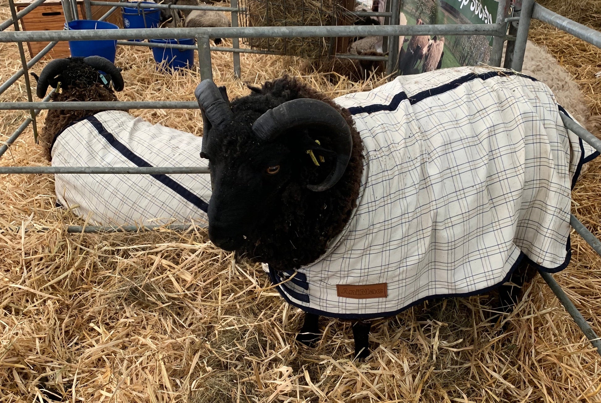 AniMac Sheep Sheets