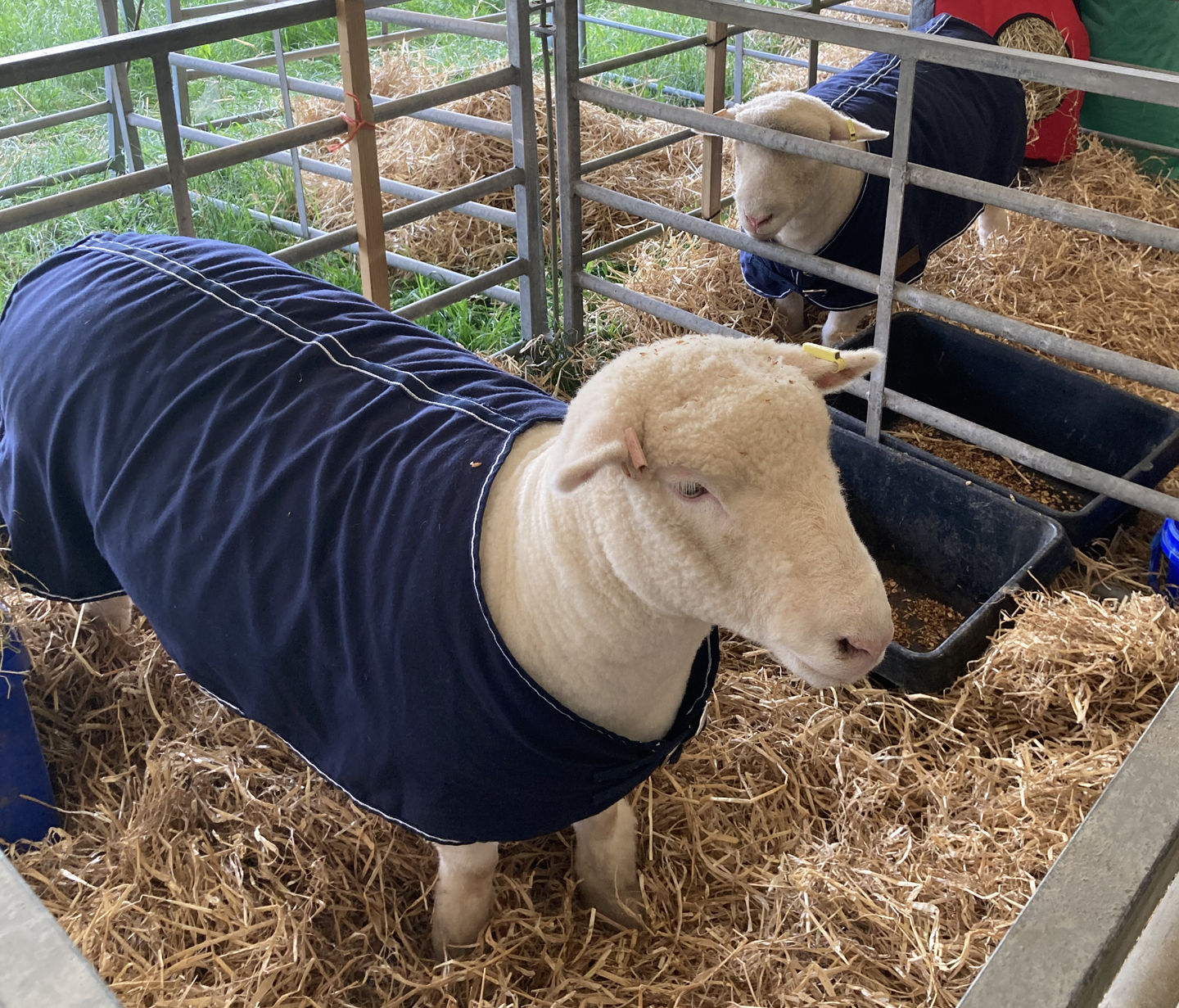AniMac Sheep Travel & Show Coat