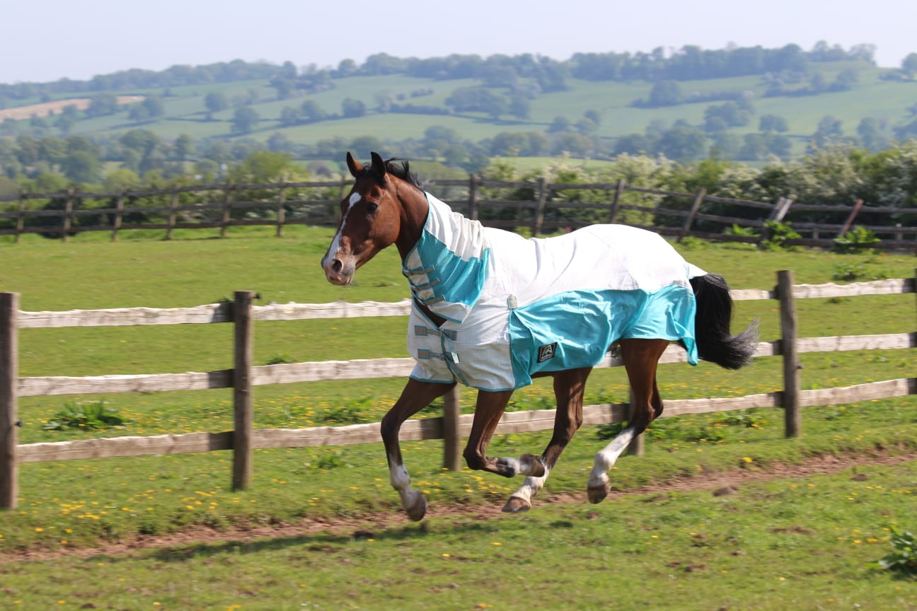 fly rug new zealand 